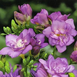 Фрезия Double Blauw (x10) р.5/+